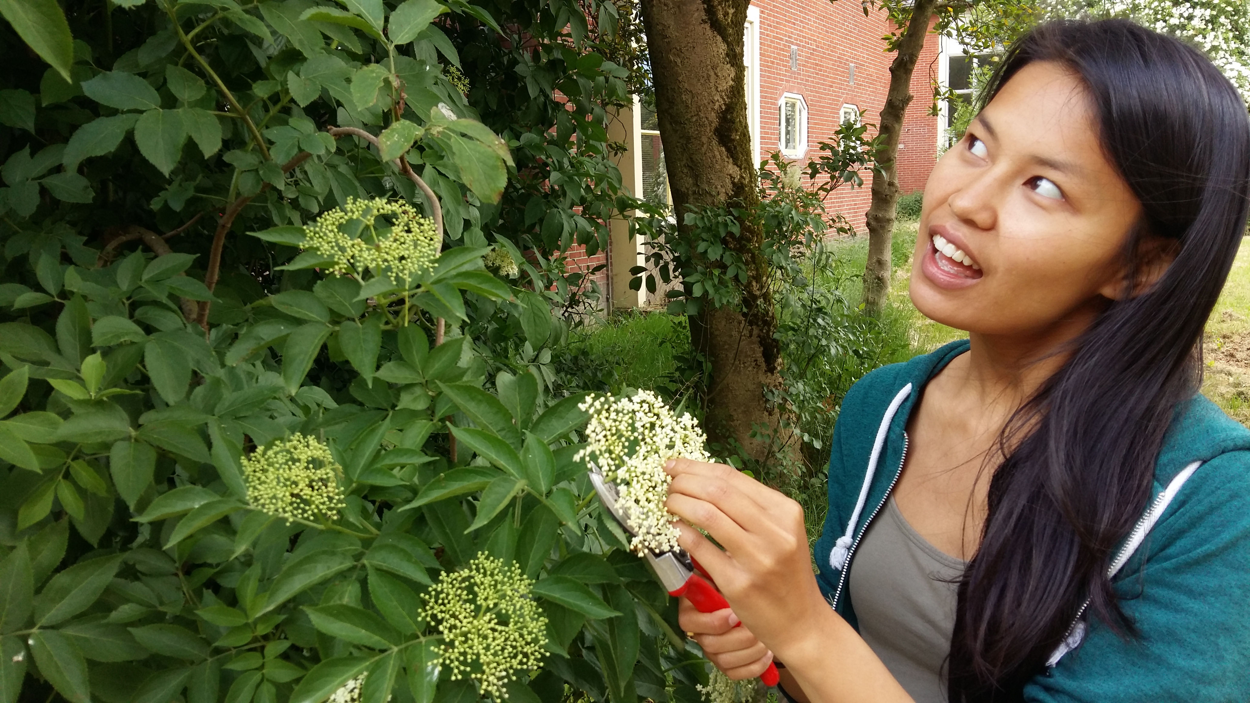 Marilisa is ogling those delicious, sweet-scented elderflowers, wondering which one to sever from its branch next.