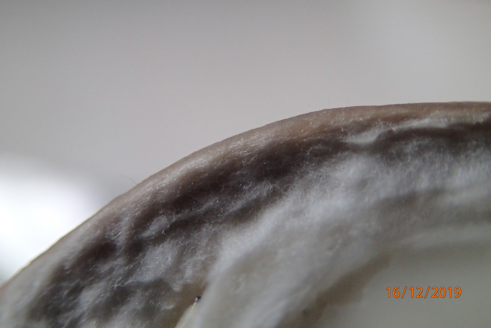 Foto doorsnede oesterzwam: De hoed van de oesterzwam voelt veel droger aan, bijna satijnachtig.