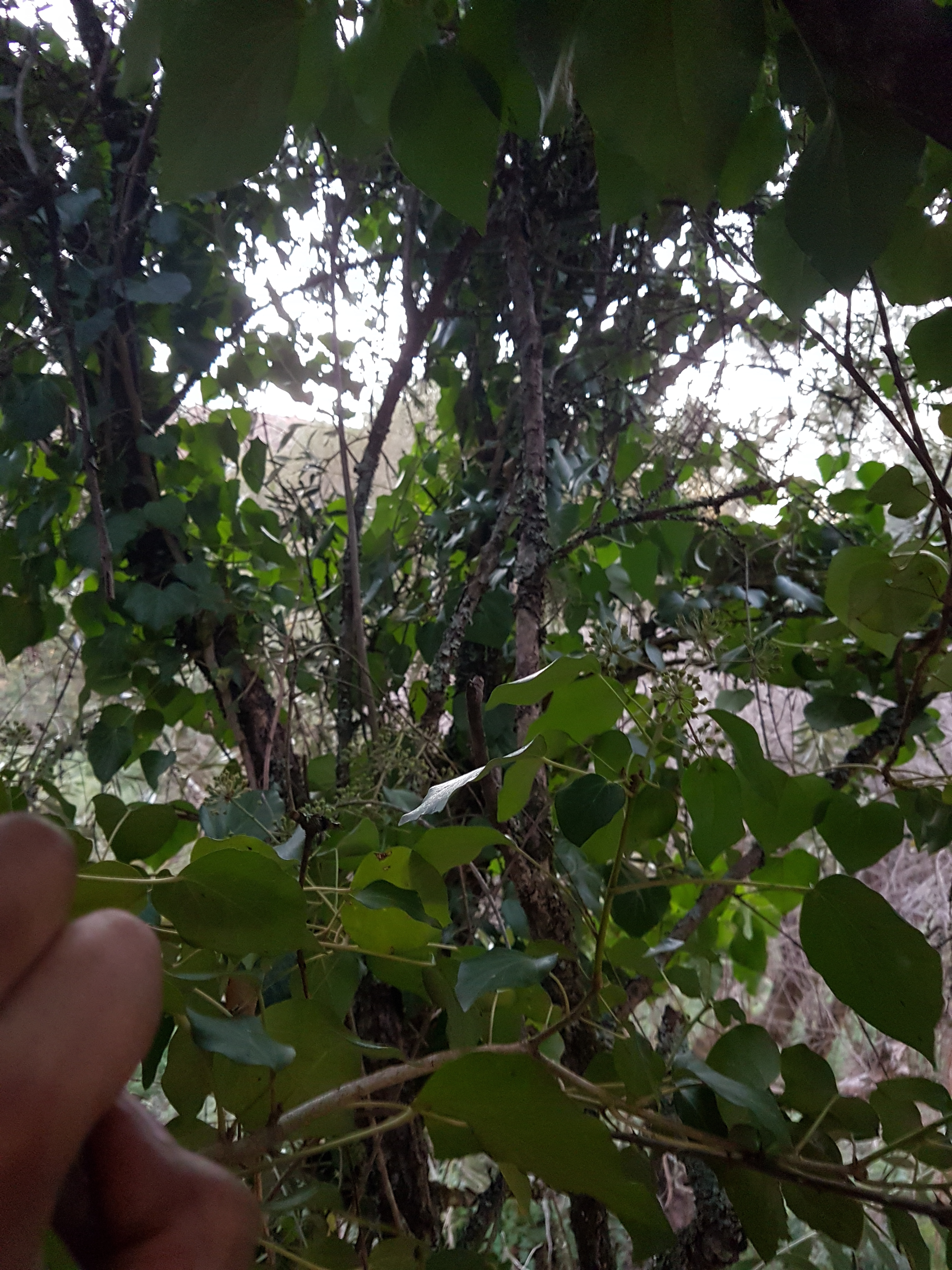 I’m in the olive tree, looking for olive leaves. It will take us many hours of cutting and pulling to bring them back into view.